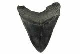 Fossil Megalodon Tooth - South Carolina #180870-1
